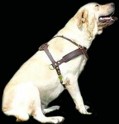 Labrador harness